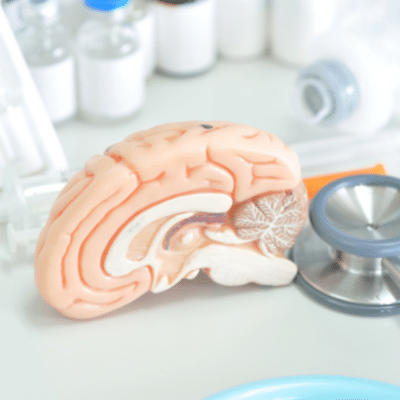 Image of a model brain